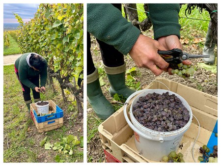 Durante Las Primeras Pasadas De La Vendimia Solo Se Eligen Las Uvas Aszu En La Tercera Pasada Ya Se Recogeran Racimos Enteros Para La Elaboracion Del Mosto En Fermentacion