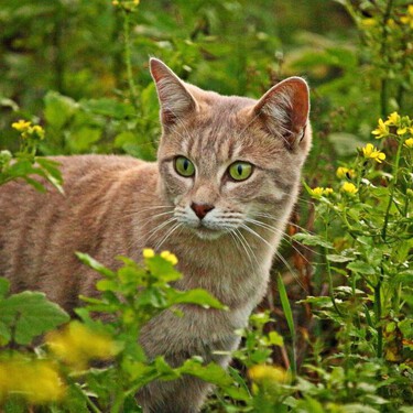 ¿Qué hago si mi gato tiene garrapatas?  