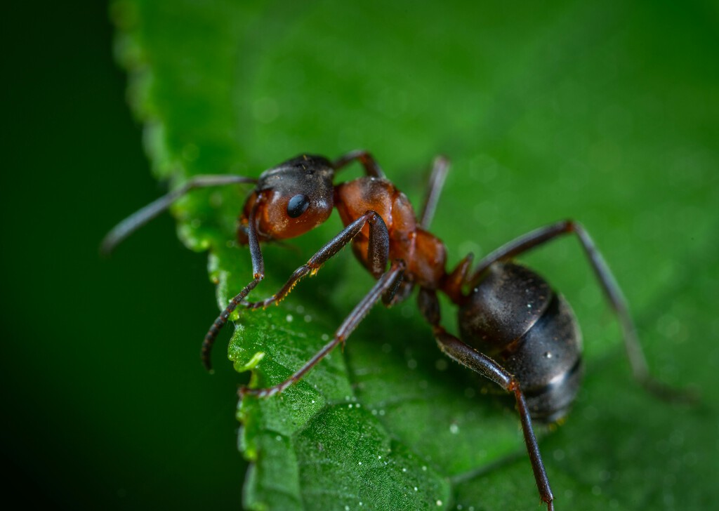Parece inofensiva, pero su picadura puede ser letal: la hormiga venenosa que invade EUA . Noticias en tiempo real