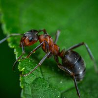 Parece inofensiva, pero su picadura puede ser letal: la hormiga venenosa que invade EUA 