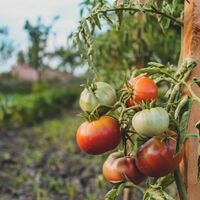El verano ha sido tan duro que se ha llevado por delante hasta al ingrediente más veraniego de la ensalada: el tomate 
