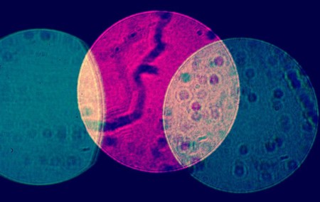 Harvard ha logrado ‘hackear’ el ADN de la bacteria Escherichia coli