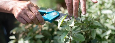 Qué podar en agosto: las plantas que agradecen un corte antes de que termine el verano 