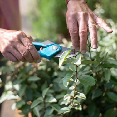 Qué podar en agosto: las plantas que agradecen un corte antes de que termine el verano 