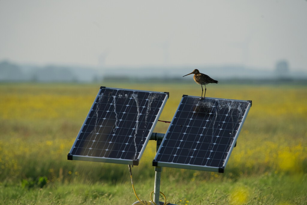 China está instalando tantos paneles solares que ya tiene una víctima inesperada: sus aves