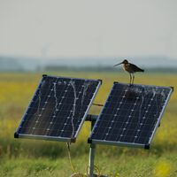 China está instalando tantos paneles solares que ya tiene una víctima inesperada: sus aves 