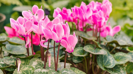 cyclamen