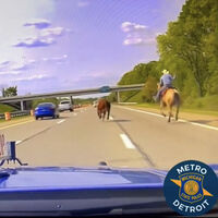"Persecución digna de película: Policía y vaquero persiguen a un toro en la autopista de Michigan"