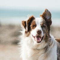 Pensábamos que la domesticación encogió el cerebro de los perros para siempre. Ahora sabemos que nos equivocábamos 
