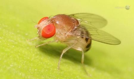Investigadores de la NASA pretenden llevar a vivir moscas de fruta al espacio
