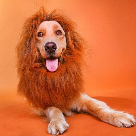 Nueve disfraces para mascotas de Amazon con los que celebrar Halloween por menos de 15 euros