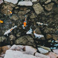 Declínio alarmante da fauna dulcícola: 81% das populações de peixes migratórios desapareceram