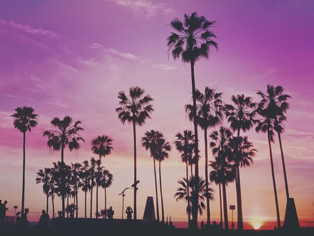 Palm Trees 2203737 1280