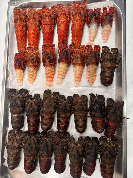 Whatsapp Image 2025 12 18 At 12 08 37