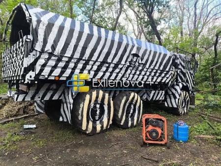 Zebra 8