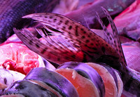 Mercurio, las mujeres españolas siguen siendo las más contaminadas de Europa