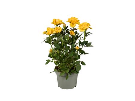 rosal