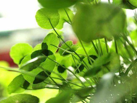 Centella asiática, algo más que un componente cosmético