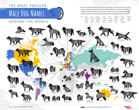 Nombres de perros macho más populares del mundo