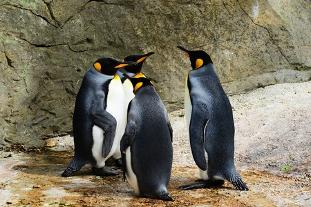 Un grupo de pingüinos