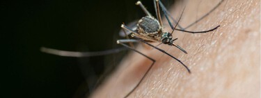 Repelentes de mosquitos: cuáles funcionan de verdad y cómo usarlos para evitar picaduras 