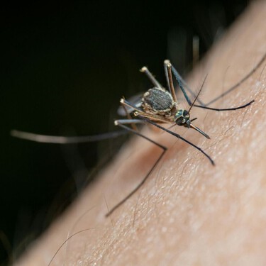 Repelentes de mosquitos: cuáles funcionan de verdad y cómo usarlos para evitar picaduras 
