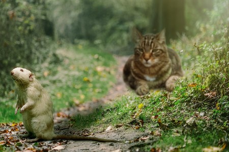 Los gatos no son ta buenos cazadores de ratas como se creía