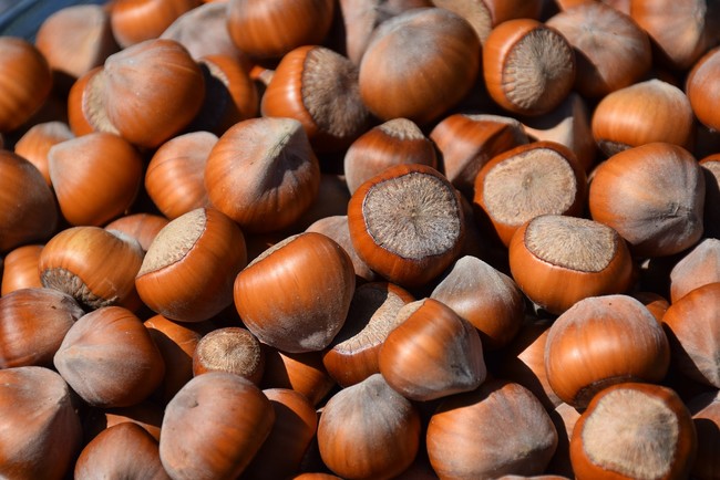 Hazelnut 3783066 1280