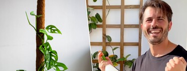Álvaro Pedrera, experto en plantas: "El tutor de musgo no es imprescindible para que una planta trepadora pueda crecer bien"