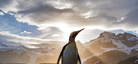 Linux Mint, Firefox, Signal y GIMP entre los programas y distros mejor valorados por la comunidad Linux