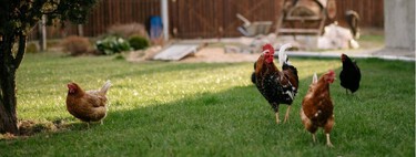 La OCU avisa: los huevos camperos ya no lo son, pero se siguen pagando como si lo fueran