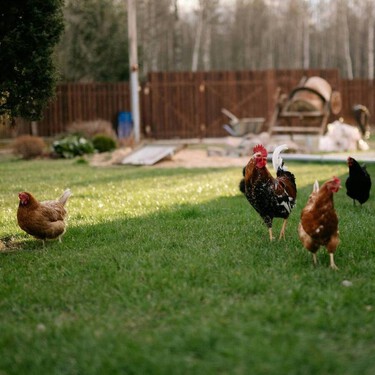 OCU avisa: los huevos camperos ya no lo son, pero se siguen pagando como si lo fueran 