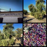 Oleoturismo: Mitos, verdades y mentiras sobre el aceite de oliva que debes conocer antes de viajar a Jaén