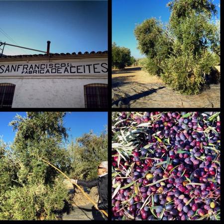 Oleoturismo: Mitos, verdades y mentiras sobre el aceite de oliva que debes conocer antes de viajar a Jaén