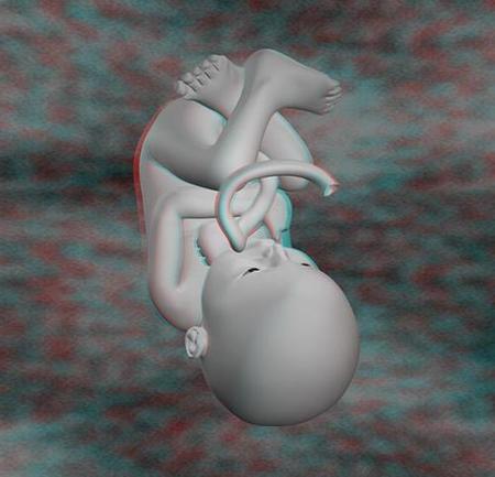 Anaglifos en 3D de las diferentes fases del embarazo
