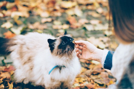 Alimentacion Comida Gatos
