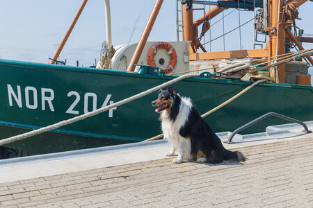 Un perro en un puerto marítimo