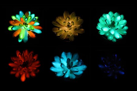 Plantas Brillan