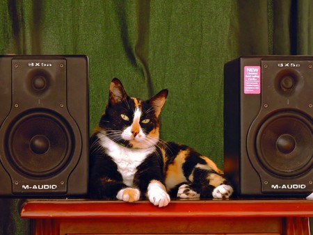 Spotify también te descubrirá la música favorita de tu mascota (o eso dicen) con su nueva 'playlist' para animales