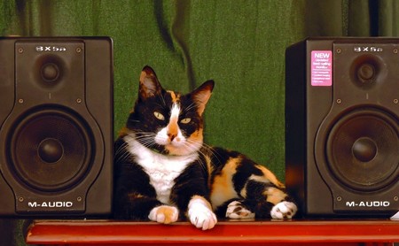 Spotify también te descubrirá la música favorita de tu mascota (o eso dicen) con su nueva 'playlist' para animales