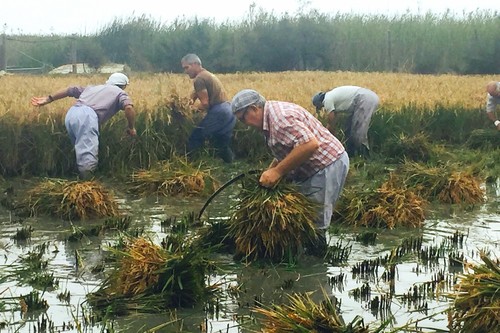 La fiesta de la Siega del arroz en Amposta, Delta del Ebro