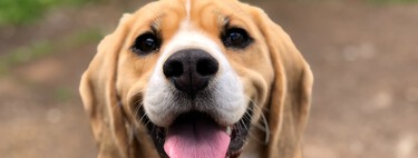 Un adolescente quiso vender a su perro para comprar un PC Gaming y su padre consiguió evitarlo por pura intuición 