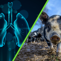 Científicos logran trasplantar pulmón de cerdo modificado genéticamente a un ser humano: esto es lo que sabemos 