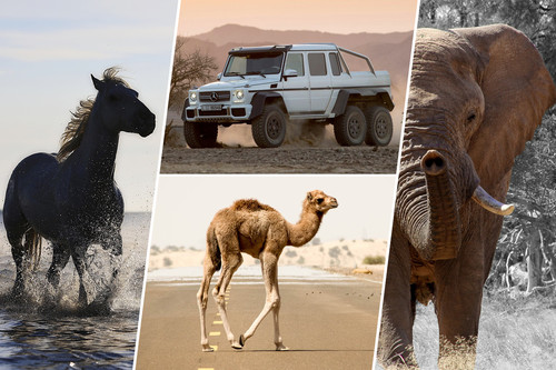 El camello, el elefante y el caballo: nuestra selección de autos para los Reyes Magos