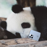 Los osos panda también utilizan sus propias redes sociales. Su Facebook y Twitter son sus cacas