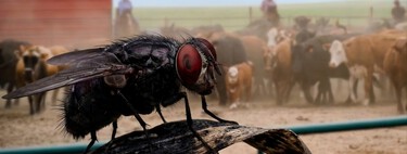 EE. UU. está liberando millones de moscas sobre Texas: es la guerra biológica para combatir un parásito devorador de carne que falló en detener