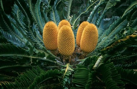Esta es la planta que resulta más improbable que veas en todo el mundo