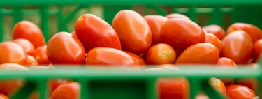 Agricultores españoles denunciarán a Marruecos por importar a Europa más tomate de lo acordado: un presunto fraude de 72 millones