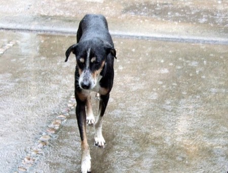 ¿Tu mascota se moja? Haz un chubasquero ¡casero!