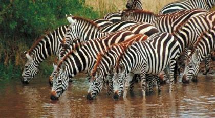 Etosha cebras